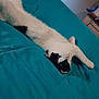 cat, black_and_white, stretching, bed, teal_bedspread, indoor, feline, pet, relaxed, cute, animal, whiskers, fur, resting, cozy, domestic, lying_down, curious, comfortable, home