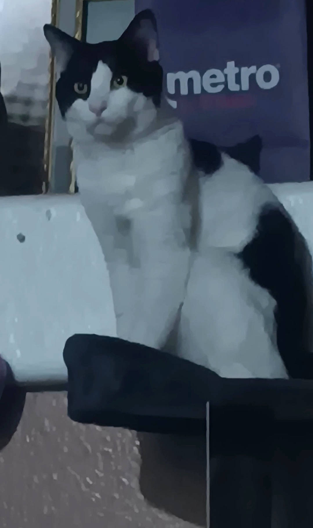 Babar joined the competition — help win amazing prizes! alert, animal, background, black_and_white, blurred, cat, ears, eyes, face, feline, fur, indoor, ledg, pet, portrait, sign, sitting, text, wall, whiskers