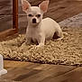 dog, chihuahua, white_dog, small_dog, carpet, rug, wooden_floor, indoor, pet, animal, ears, looking, alert, cute, domestic_animal, floor, furniture, home, resting, mammal