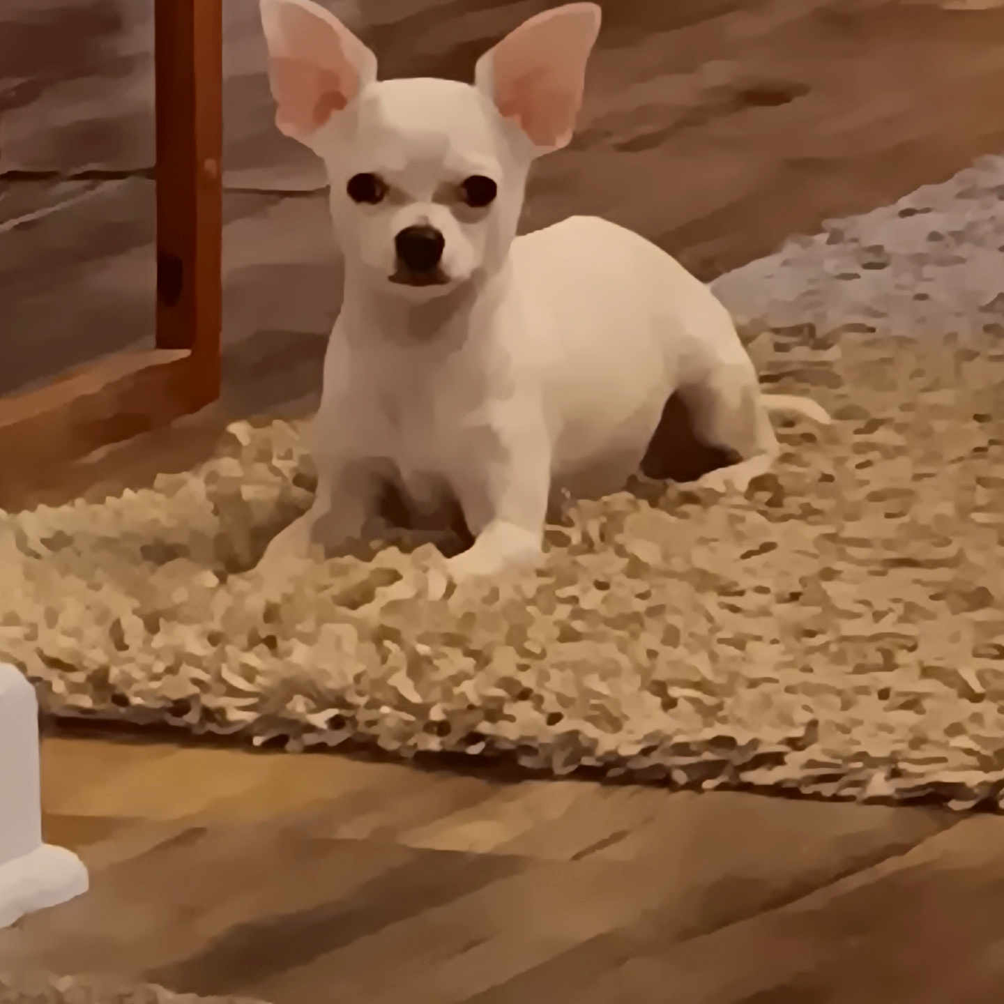 Bean joined the competition — help win amazing prizes! alert, animal, carpet, chihuahua, cute, dog, domestic_animal, ears, floor, furniture, home, indoor, looking, mammal, pet, resting, rug, small_dog, white_dog, wooden_floor