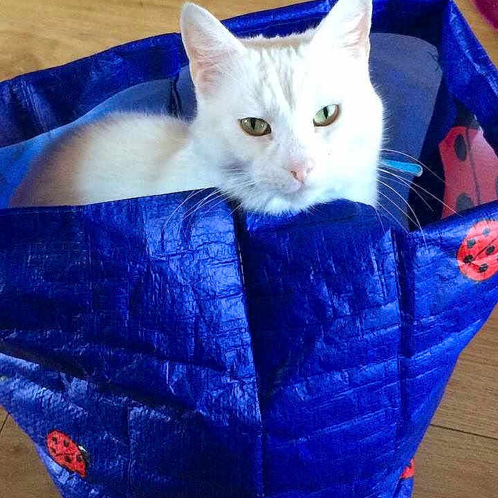 Casper is registered to the contest to win money with this photo: