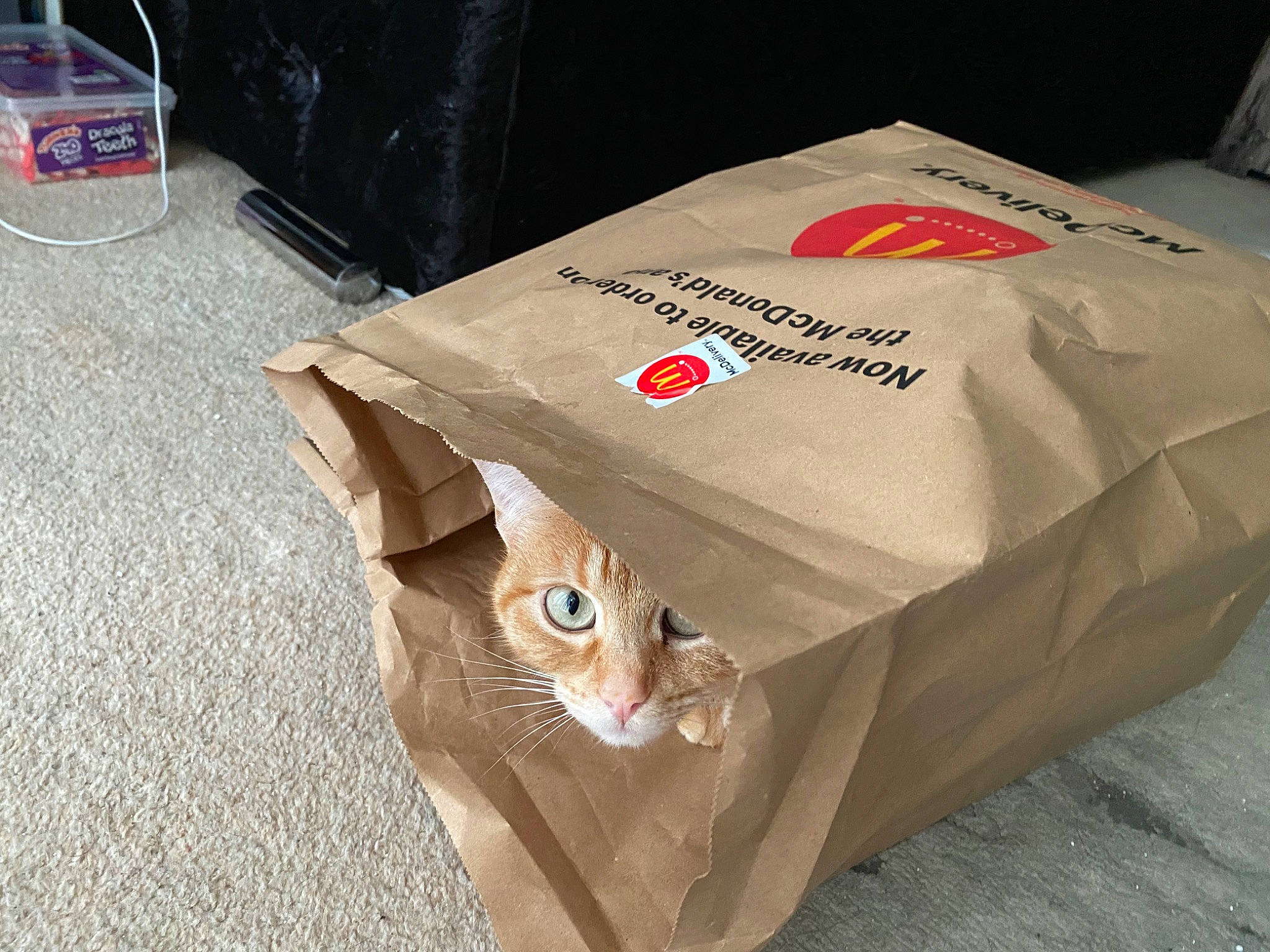 Scherzy joined the competition — help win amazing prizes! bag, box, cardboard, carnivore, carton, cat, fashion_accessory, felidae, flooring, linens, packaging_and_labeling, packing_materials, paper_bag, paper_product, plastic_bag, shipping_box, small_to_medium_sized_cats, tail, whiskers, wood
