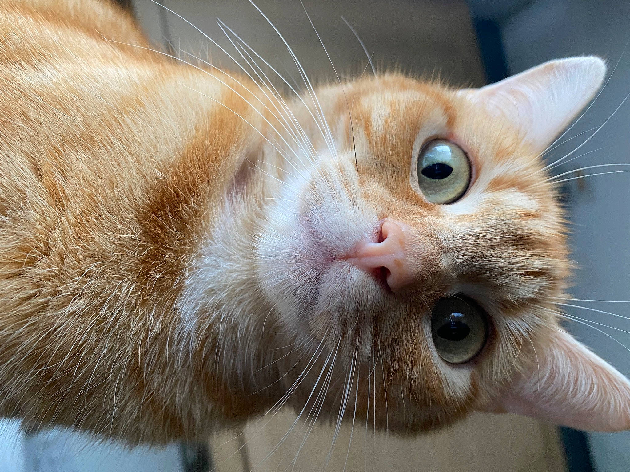 Scherzy joined the competition — help win amazing prizes! carnivore, cat, claw, close_up, comfort, domestic_short_haired_cat, ear, fawn, felidae, fur, iris, paw, pet_supply, small_to_medium_sized_cats, snout, tail, terrestrial_animal, whiskers