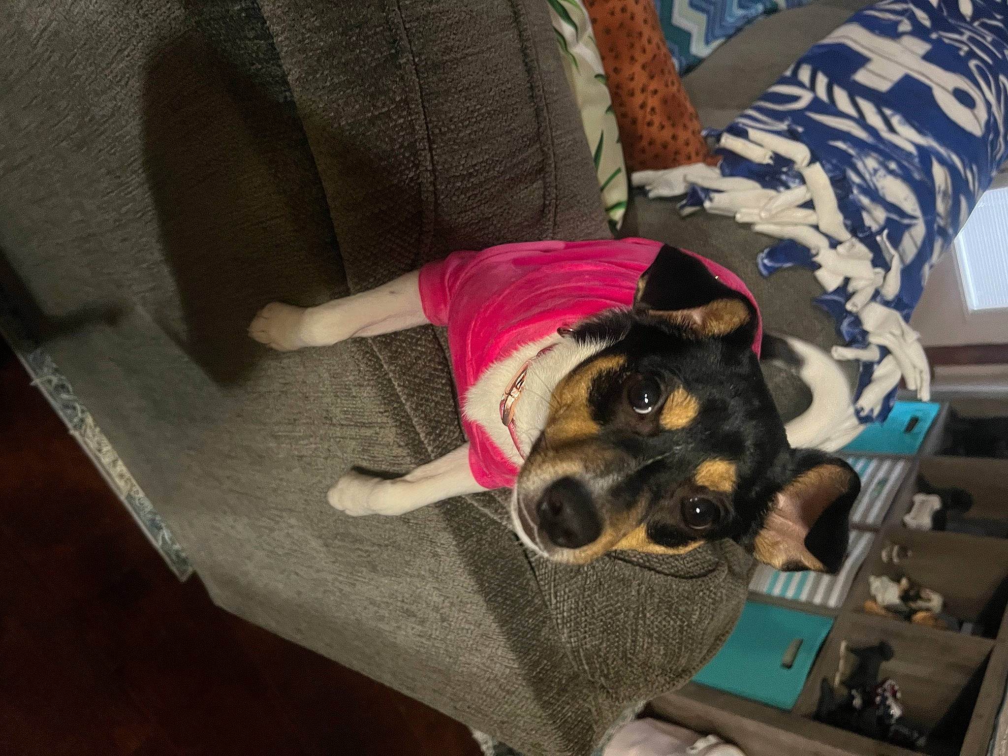 Bella is registered to the contest to win money with this photo: canidae, carnivore, comfort, companion_dog, couch, dog, dog_breed, dog_supply, flooring, fur, linens, paw, sitting, sleeve, snout, sporting_group, t_shirt, toy_dog, working_animal, wrist