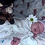 Violet is registered to the contest to win money with this photo: newborn, baby, sleeping, pajamas, hat, flower, daisy, plush_toy, stuffed_animal, bull, blanket, soft, cozy, infant, cute, resting, bedtime, child, peaceful, portrait