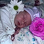 Violet is registered to the contest to win money with this photo: newborn, baby, sleeping, flower, daisy, rose, hat, blanket, cozy, soft, cute, infant, peaceful, portrait, closeup, sleep, child, floral, pink, white