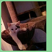 Kimie a rejoint le concours — aidez-le/la à gagner de superbes lots ! animal, black_spot, cat, cat_tree, cozy, cute, domestic_cat, feline, fur, home, indoor, kitten, lounging, paw, pet, pet_furniture, relaxed, soft_texture, stretching, white_cat
