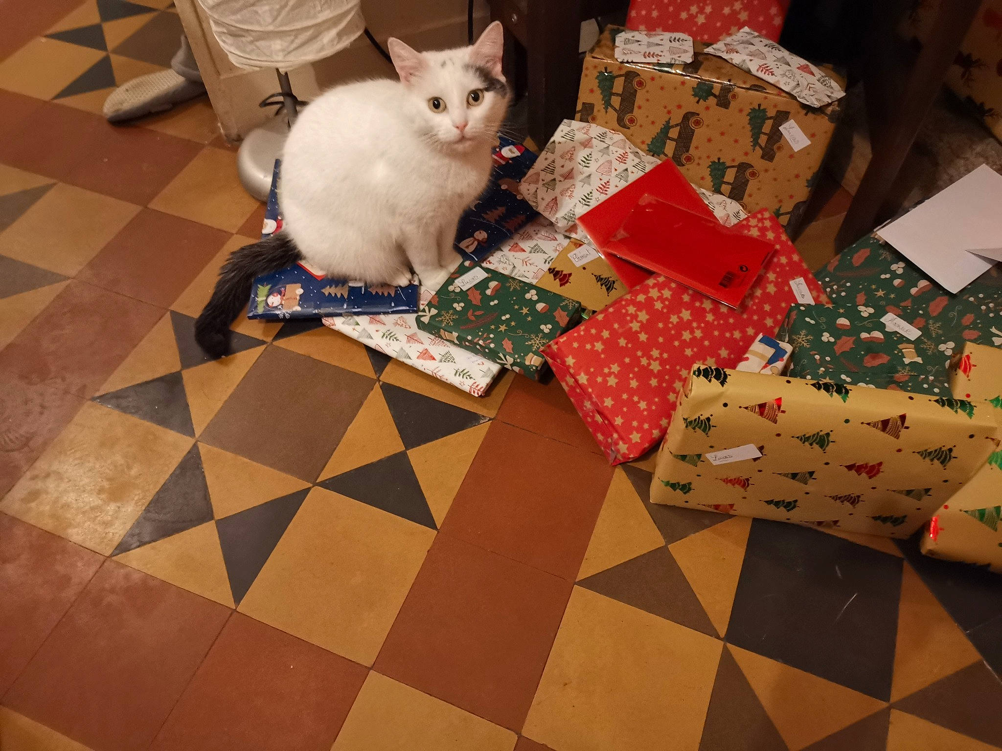 Kimie participe au concours pour gagner de l'argent avec cette photo : carmine, carnivore, cat, companion_dog, design, fawn, felidae, floor, flooring, fur, games, hardwood, linens, pattern, room, small_to_medium_sized_cats, tail, whiskers, white, wood