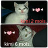 Kimie participe au concours pour gagner de l'argent avec cette photo : animal, cat, close_up, collar, cute, dark_background, eyes, feline, growth, heart_sticker, indoor, kitten, pet, pink_nose, portrait, text_overlay, two_images, whiskers, white_cat, young_animal