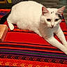 Kimie a rejoint le concours — aidez-le/la à gagner de superbes lots ! animal, black_spots, cat, closeup, cozy, curious, domestic, feline, floor, indoor, pet, red_tablecloth, relaxed, resting, stretching, striped_pattern, tablecloth, tissue_box, white_cat, wooden_floor