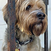 Vader joined the competition — help win amazing prizes! dog, pet, collar, tags, fur, beard, metal_bars, rust, close_up, portrait, outdoor, animal, canine, furry, scruffy, brown, black_nose, whiskers, blurred_background, watchful