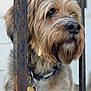 dog, pet, collar, tags, fur, beard, metal_bars, rust, close_up, portrait, outdoor, animal, canine, furry, scruffy, brown, black_nose, whiskers, blurred_background, watchful