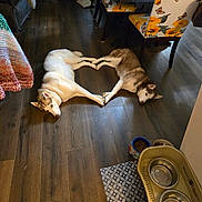 Shylo And Ginger is registered to the contest to win money with this photo: dog, husky, floor, wooden_floor, indoor, table, chair, patterned_chair, sunflower_pattern, pet_bowl, dog_food, cozy, domestic, animal, lying_down, two_dogs, touching_paws, heart_shape, kitchen, home