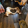 dog, husky, floor, wooden_floor, indoor, table, chair, patterned_chair, sunflower_pattern, pet_bowl, dog_food, cozy, domestic, animal, lying_down, two_dogs, touching_paws, heart_shape, kitchen, home