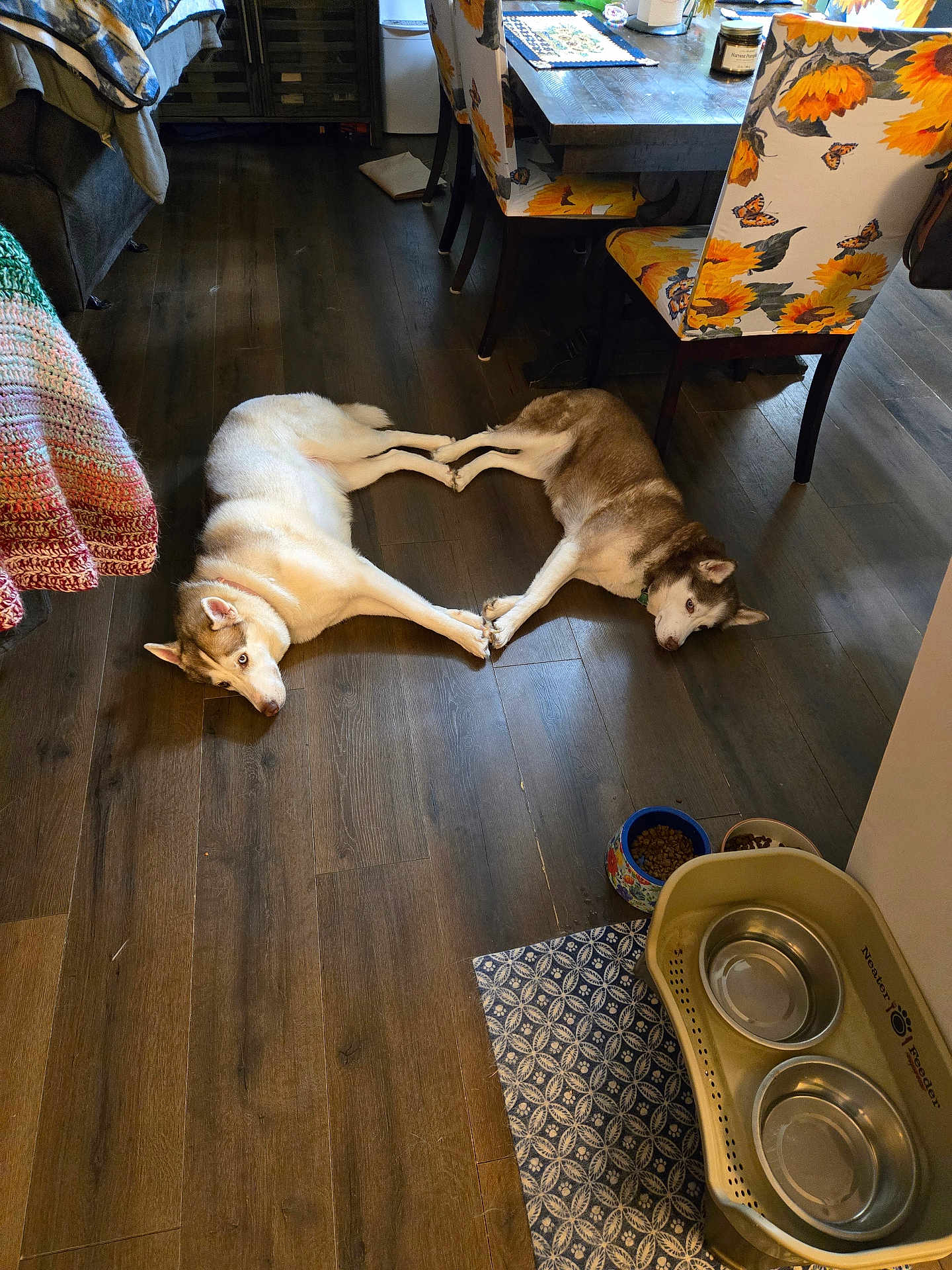 Shylo And Ginger is registered to the contest to win money with this photo: dog, husky, floor, wooden_floor, indoor, table, chair, patterned_chair, sunflower_pattern, pet_bowl, dog_food, cozy, domestic, animal, lying_down, two_dogs, touching_paws, heart_shape, kitchen, home