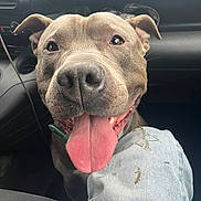 Gogo a rejoint le concours — aidez-le/la à gagner de superbes lots ! dog, tongue_out, happy, close_up, car_interior, jeans, seat, pet, canine, smiling, ears, nose, fur, collar, indoor, vehicle, front_seat, seat_belt, dashboard, window