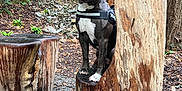 Gogo participe au concours pour gagner de l'argent avec cette photo : dog, outdoor, forest, tree_stump, wood, nature, animal, pet, happy, tongue_out, harness, sitting, brown, greenery, rocks, leaves, daylight, canine, smiling, wildlife