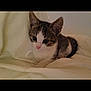 Birdy participe au concours pour gagner de l'argent avec cette photo : kitten, cat, animal, pet, feline, cute, small, young, fur, whiskers, ears, eyes, bed, blanket, soft, indoor, cozy, resting, domestic, adorable