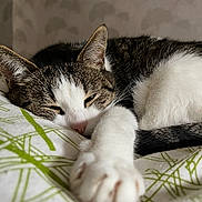 Birdy a rejoint le concours — aidez-le/la à gagner de superbes lots ! cat, tabby, white_fur, sleeping, paw, bed, bedding, pattern, relaxed, indoor, cozy, fur, whiskers, closeup, resting, cute, pet, animal, soft, nap