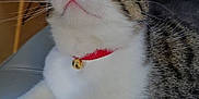 Birdy participe au concours pour gagner de l'argent avec cette photo : cat, tabby, white_fur, red_collar, bell, whiskers, chair, indoor, pet, animal, curious, close_up, feline, alert, domestic_cat, seated, looking_up, fur_pattern, household, cute