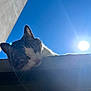 Birdy a rejoint le concours — aidez-le/la à gagner de superbes lots ! cat, animal, outdoor, sky, sunlight, building, wall, pet, whiskers, face, ears, daylight, nature, curious, resting, blue_sky, bright, feline, sun, closeup