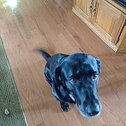 Angel joined the competition — help win amazing prizes! dog, black_dog, indoor, wooden_floor, carpet, furniture, pet, canine, tail, motion_blur, looking_up, brown_eyes, flooring, home, domestic_animal, animal, cute, companion, house, living_room