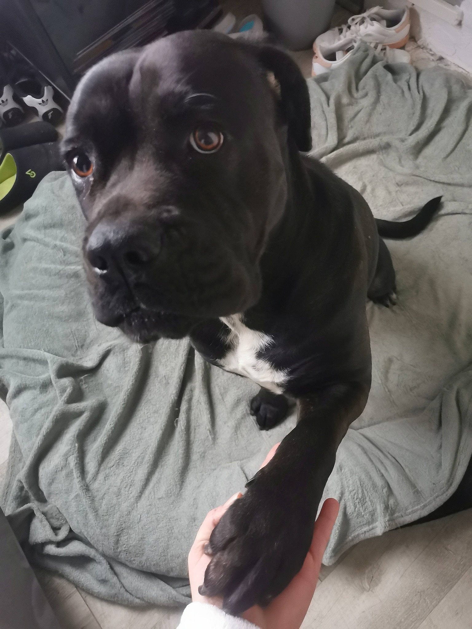 Héra a rejoint le concours — aidez-le/la à gagner de superbes lots ! borador, canidae, carnivore, collar, comfort, companion_dog, dog, dog_breed, dog_collar, fawn, fur, gun_dog, non_sporting_group, pet_supply, snout, sporting_group, whiskers, working_animal