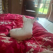 Urson a rejoint le concours — aidez-le/la à gagner de superbes lots ! dog, white_dog, bed, blanket, red_blanket, indoor, chair, radiator, window, glass_door, garden, green_grass, tile_floor, curtains, pet, resting, back_view, cozy, home, natural_light