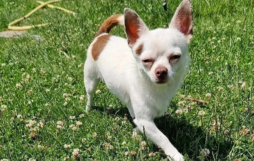 Urson participe au concours pour gagner de l'argent avec cette photo : dog, chihuahua, small_dog, white_fur, brown_spots, grass, outdoor, sunny, flower, nature, pet, animal, walking, cute, canine, daylight, greenery, mammal, playful, summer