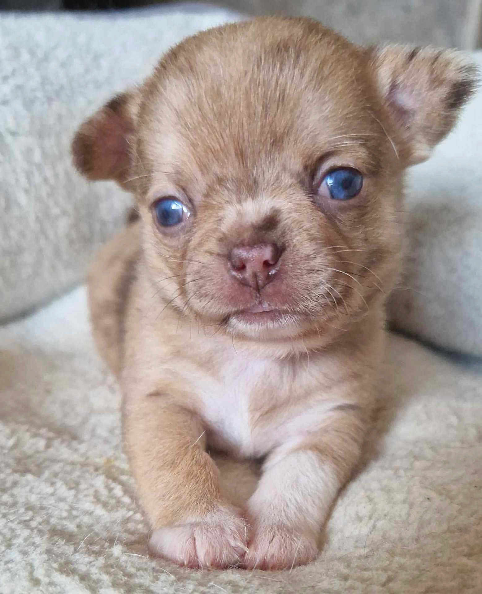 Baxter a rejoint le concours — aidez-le/la à gagner de superbes lots ! puppy, dog, young, brown_fur, white_patch, cute, pet, animal, close_up, portrait, lying_down, cozy, blanket, small, ears, eyes, nose, paws, fur, indoor
