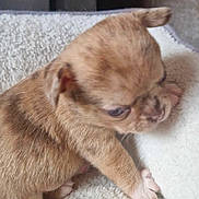 Baxter a rejoint le concours — aidez-le/la à gagner de superbes lots ! puppy, dog, brown_fur, small_animal, close_up, cute, pet, animal, furry, young, indoor, blanket, soft_texture, paw, looking_down, adorable, companion, domestic_animal, mammal, sleepy