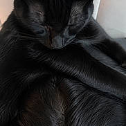 Baïa Et Baghera participe au concours pour gagner de l'argent avec cette photo : black_cat, sleeping_cat, cat, pet, fur, animal, resting, cute, cozy, indoors, human_hair, head, close_up, relaxation, calm, companion, soft_texture, black_fur, curled_up, quiet