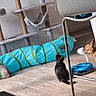 Baïa Et Baghera a rejoint le concours — aidez-le/la à gagner de superbes lots ! cat, cats, cat_tunnel, cat_tree, cat_toy, floor, chair, clothing, indoor, playful, pet, pet_toy, scratching_post, wood_floor, living_room, furniture, animal, curious, orange_cat, black_cat
