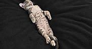 Baïa Et Baghera participe au concours pour gagner de l'argent avec cette photo : kitten, cat, sleeping, black_blanket, pet_bowl, wooden_floor, indoor, relaxation, tabby, animal, cute, small, cozy, resting, feline, paw, ears, tail, fur, domestic_cat