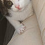 kitten, cat, calico, close_up, paw, pink_nose, whiskers, feline, cute, pet, animal, domestic_cat, fur, young, curious, indoor, soft, beige, fabric, resting
