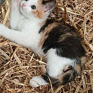 éclipse participe au concours pour gagner de l'argent avec cette photo : kitten, cat, calico, straw, playful, animal, pet, fur, whiskers, paw, cute, young, feline, resting, indoors, cage, curious, motion_blur, small, cozy