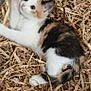 kitten, cat, calico, straw, playful, animal, pet, fur, whiskers, paw, cute, young, feline, resting, indoors, cage, curious, motion_blur, small, cozy