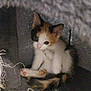 kitten, cat, calico, feline, pet, animal, cute, small, fur, whiskers, tail, ears, eyes, indoor, cozy, curled_up, resting, curious, soft, texture