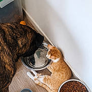 Nala a rejoint le concours — aidez-le/la à gagner de superbes lots ! dog, cat, water_bowl, food_bowl, dry_food, floor, wall, orange_cat, brindle_dog, pet, indoor, small_ball, resting, animal, companion, feeding_area, wood_floor, quiet, domestic, pair