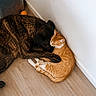 Nala participe au concours pour gagner de l'argent avec cette photo : dog, cat, animal, pet, snuggling, brown_dog, orange_cat, floor, wood_floor, indoor, cozy, resting, companions, friendship, fur, sleeping, cute, domestic, close, together