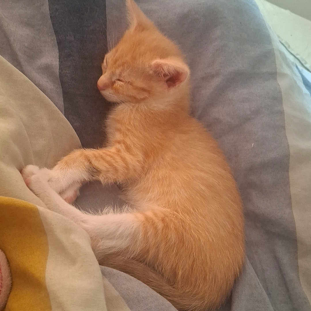 Nala a rejoint le concours — aidez-le/la à gagner de superbes lots ! kitten, orange_cat, sleeping, bed, blanket, cozy, pet, fur, cute, rest, animal, small, indoor, soft, comfort, domestic_cat, young, peaceful, feline, relaxation