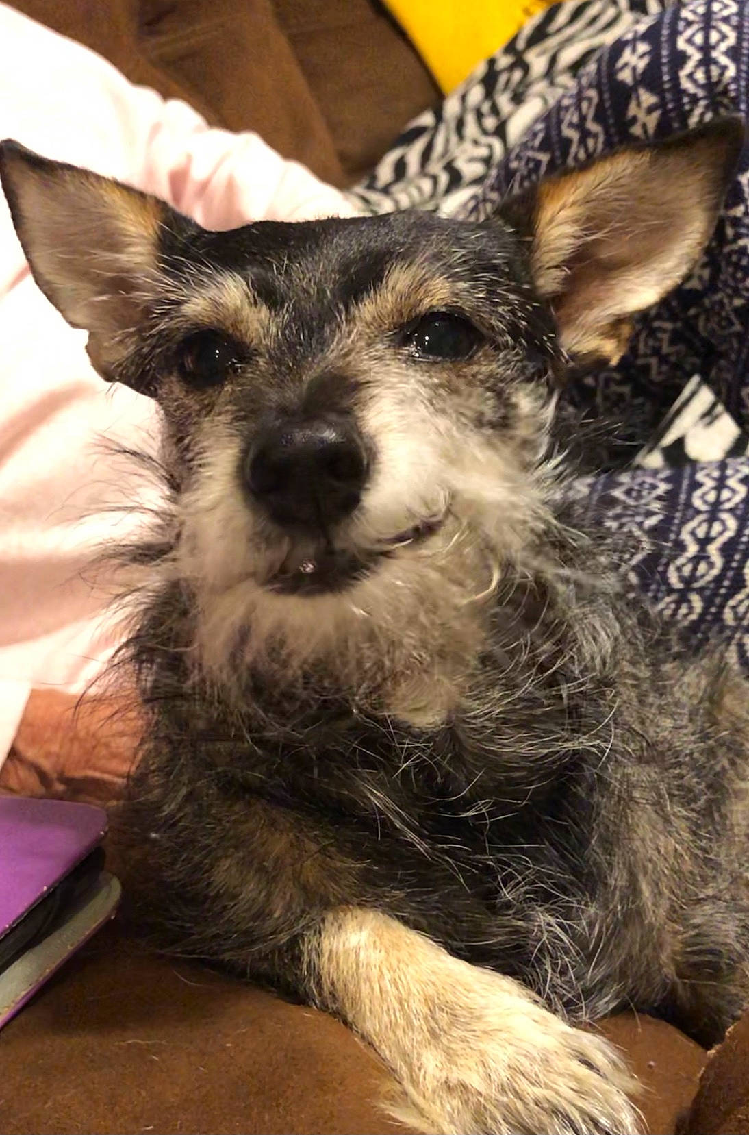 Clara joined the competition — help win amazing prizes! beard, box, canidae, carnivore, companion_dog, dog, dog_breed, ear, fur, jaw, monochrome, monochrome_photography, puppy, snout, sporting_group, terrestrial_animal, toy_dog, whiskers, working_animal