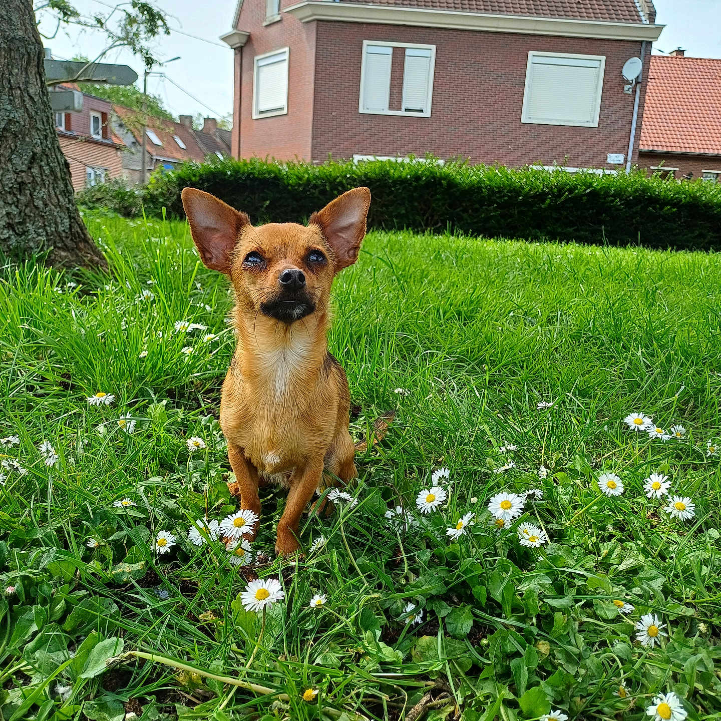 Tica participe au concours pour gagner de l'argent avec cette photo : animal, architecture, backyard, building, canine, daisy, dog, flower, grass, herbal, herbs, nature, neighborhood, outdoors, pet, plant, puppy, shelter, vegetation, yard