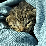Phoebe is registered to the contest to win money with this photo: kitten, cat, sleeping, tabby, fur, animal, pet, cute, cozy, fabric, textile, blue, snug, resting, young, closeup, soft, warm, adorable, peaceful