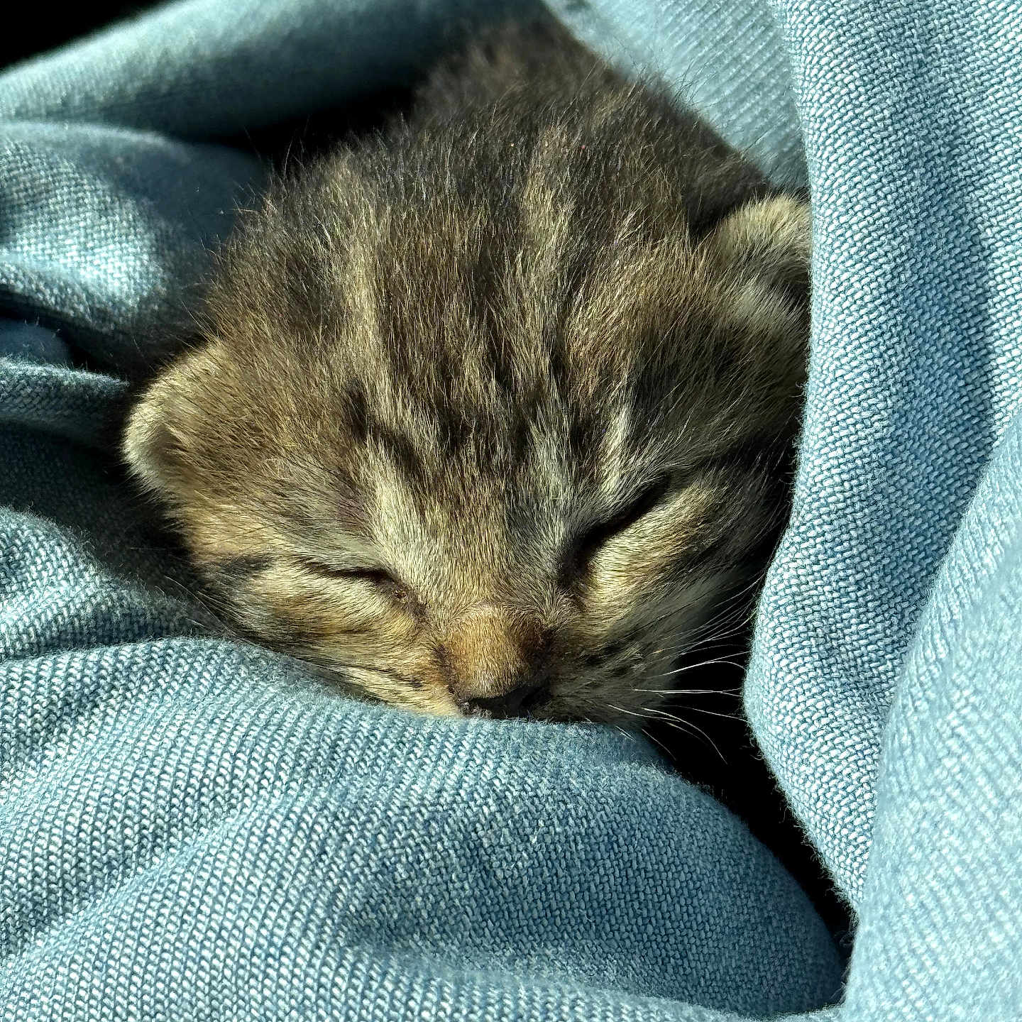 Phoebe
