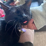 Meadow joined the competition — help win amazing prizes! black_cat, cat, pet, indoor, close_up, tongue_out, whiskers, collar, bell, hand, person, furniture, couch, relaxing, cozy, domestic_animal, fur, sleepy, paw, cute