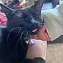 black_cat, cat, pet, indoor, close_up, tongue_out, whiskers, collar, bell, hand, person, furniture, couch, relaxing, cozy, domestic_animal, fur, sleepy, paw, cute