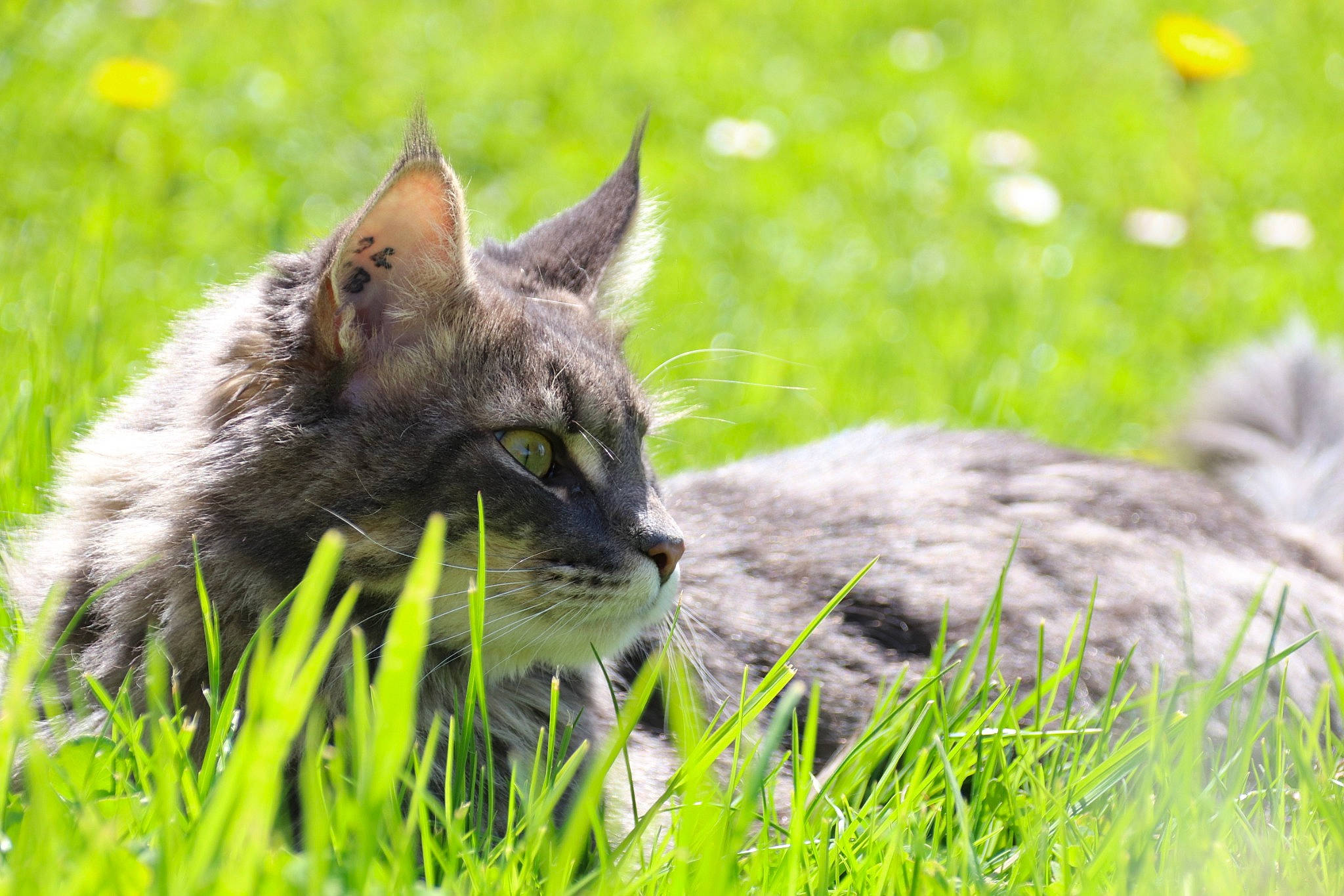 Scooby participe au concours pour gagner de l'argent avec cette photo : carnivore, cat, domestic_short_haired_cat, felidae, fur, grass, grassland, groundcover, lawn, meadow, pasture, plant, poales, prairie, sitting, small_to_medium_sized_cats, snout, terrestrial_animal, whiskers, wildlife