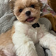 Toby is registered to the contest to win money with this photo: puppy, dog, fluffy, cute, smiling, pet, lying_down, blanket, soft_texture, indoor, close_up, white_fur, brown_fur, collar, happy, young_dog, cozy, comfortable, domestic_animal, portrait