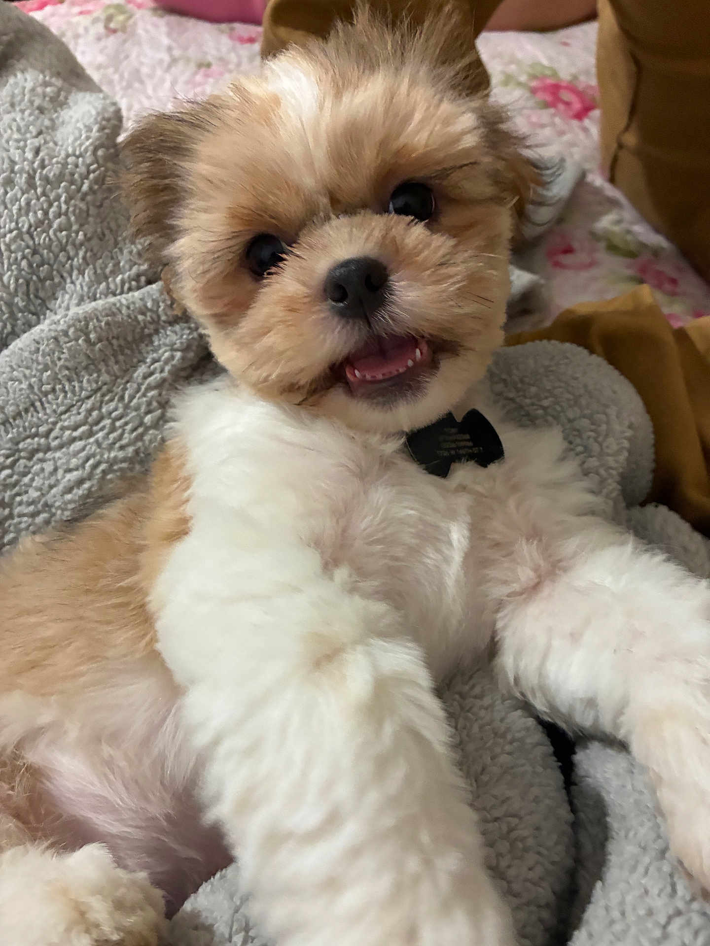 Toby is registered to the contest to win money with this photo: puppy, dog, fluffy, cute, smiling, pet, lying_down, blanket, soft_texture, indoor, close_up, white_fur, brown_fur, collar, happy, young_dog, cozy, comfortable, domestic_animal, portrait